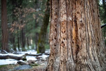 Yosemite Nationalpark