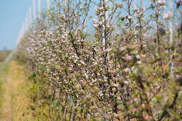 Apple orchard garden in springtime with rows of trees with blossom.