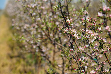 Apple orchard garden in springtime with rows of trees with blossom.