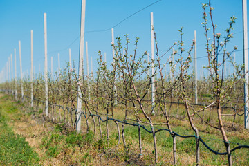 Fototapeta na wymiar Apple orchard garden in springtime with rows of trees with blossom.