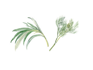 Watercolor illustration of herbs seasoning on a white background