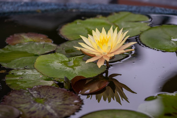 Yellow lotus flower in a pond, Vietnam. Closeup