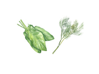 Watercolor illustration of dill, sorrel on a white background