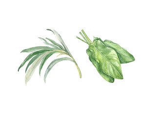 Watercolor illustration of herbs seasoning on a white background