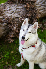 Adorable husky sitting at public park during autumn, Croatia.