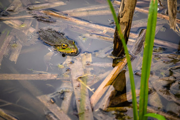 Teichfrosch im Wasser