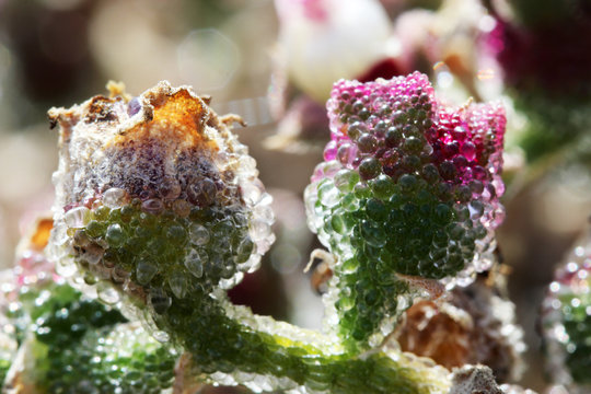 KRISTALLMITTAGSBLUME