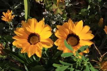 yellow flowers in the garden