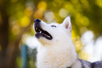 Portrait of adorable husky laydown at park, Zagreb, Croatia.
