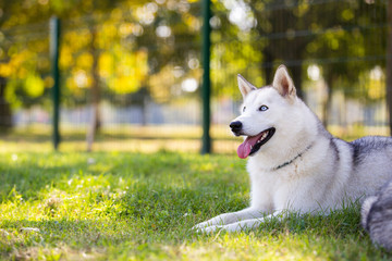 Portrait of adorable husky laydown at park, Zagreb, Croatia.