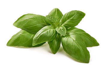 Sweet basil leaves, isolated on white background