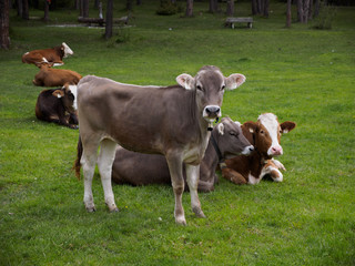 Cows grazing on a green meadow