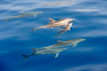 Pod of dolphins are swimming in bright blue water.