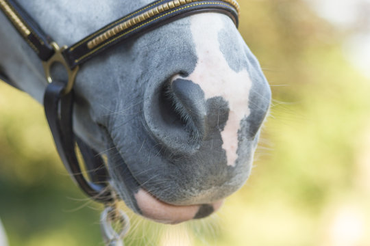 horse detail mouth