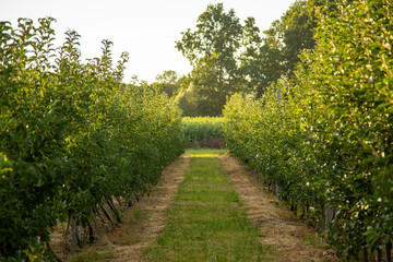 Fototapeta na wymiar Orchard with young apple trees. Harvest time.