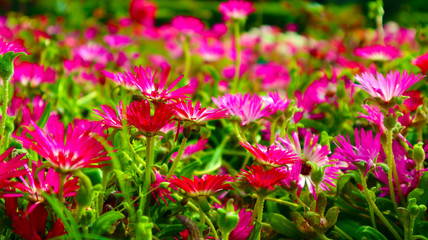 Fototapeta premium pink, white and violet flower bunch in garden