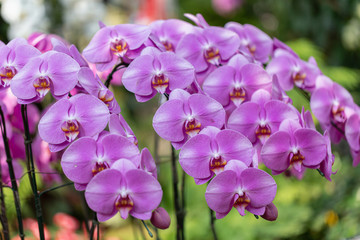 Fototapeta na wymiar Orchid flower in orchid garden at winter or spring day for beauty and agriculture design. Phalaenopsis Orchidaceae.