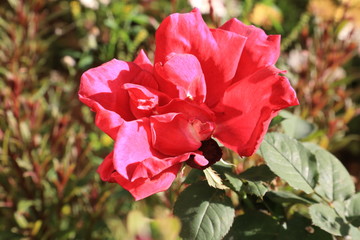 red poppies in the garden