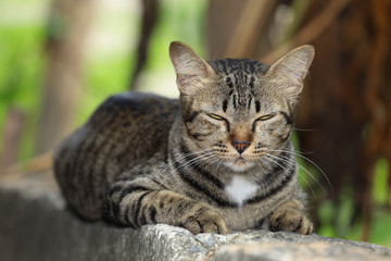 Close up gray cat house is sit down and rest on the old wall near the garden at thailand