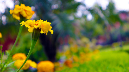 Signet Marigold Flower on Blooming Season