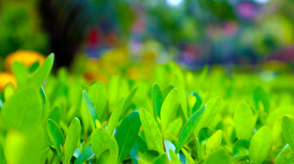 green grass and plants with tiny flowers in garden