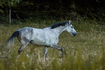 Obraz na płótnie Canvas white horse run free