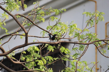 Magpie Robin. This photo click from mumbai