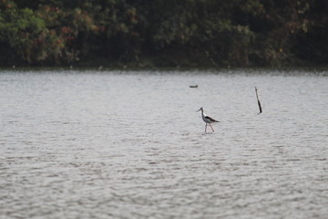 Black Winged Stilt. This photo click from navi mumbai.