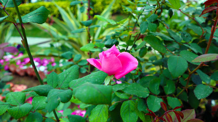 beautiful pink and red rose in garden