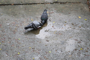 Pigeons Drinking  a Water. This photo click from mumbai.