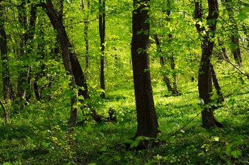 
spring in the forests of crimea