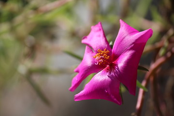 Fototapeta premium flower of a pink flower