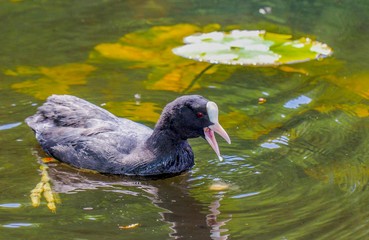 A coot open mouthed sitting on top of a body of water