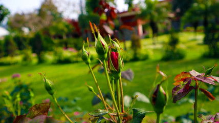 Red Rose bud in garden