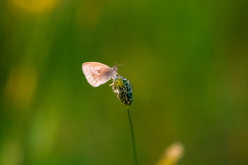 Wiesenvögelchen, Schmetterling 3