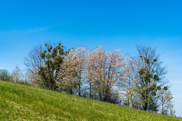 green pastures and trees blooming in spring on a clear day with blu e sky, czech beskydy