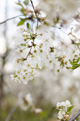 Cherry blossom branch in the garden