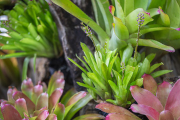 Bromeliad in various color in garden at sunny summer or spring day for decoration and agriculture design