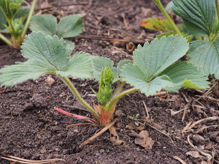Strawberry seedlings in spring among dry leaves, strawberry leaf grows from the ground, strawberry...