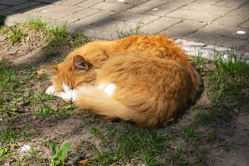 Red cat sleeping on grass in the sun