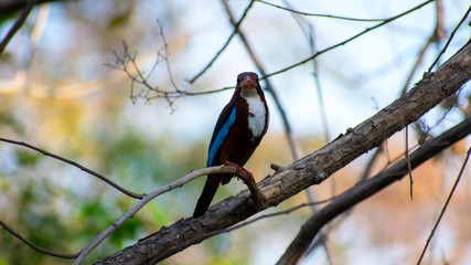 Common Indian kingfisher bird on a tree closeup