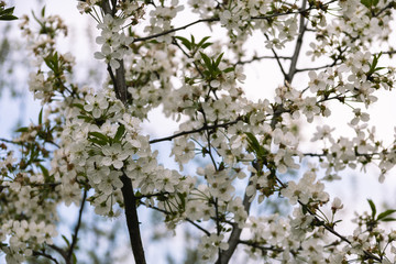 Cherry blossom branch in the garden
