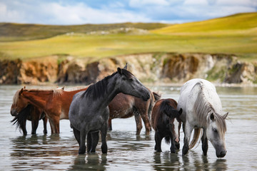 A herd of horses bathing in Baikal lake