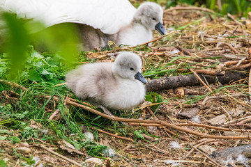 Schwanenküken, Babyschwan, Schwan