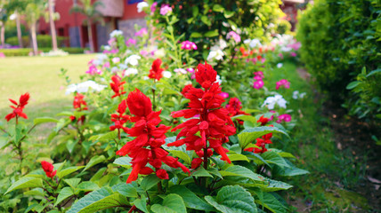 Red Poppy Flowers in green Field