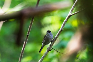 Mönchsgrasmücke, Vogel, Singvogel