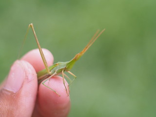The hand that is holding the grasshopper