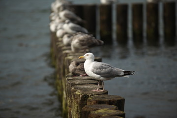 Seagull's 