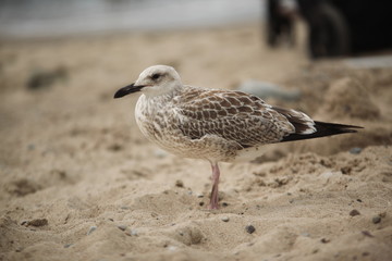 SeaGull