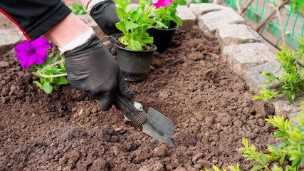 The process of planting flowers in the garden